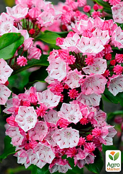 Кальмия 3-х летняя широколистная "Pinkobello" С4, высота 40-60см24