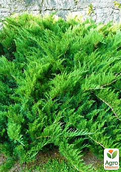Ялівець  козацький "Tamariscifolia" С2, висота 25-30см20