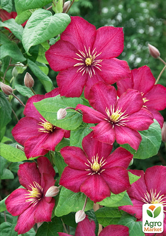 Эксклюзив! Клематис "Сладкая жизнь" (La dolce vita) (крупноцветковый сорт)