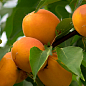 Абрикос "Сюрприз" (летний сорт, средний срок созревания)
