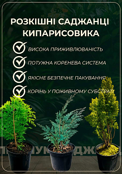 Кипарисовик «Ellwoodii» (Pyramide) висота 40-50см11