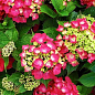 Гортензія крупнолиста рожево-червона "Люцифер" (Leuchtfeuer)