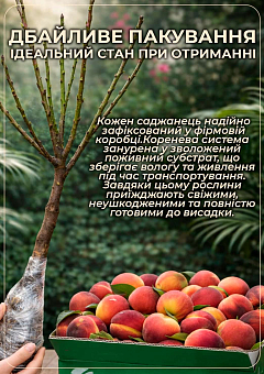 Персик колоноподібний "Бебі Голд" (морозостійкий сорт, медовий післясмак, середній термін дозрівання)17