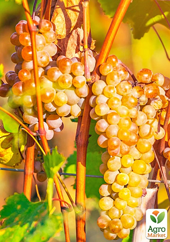 Виноград вегетирующий винный "Ркацители" 