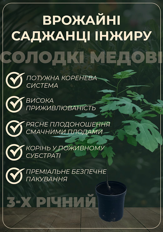 Инжир саженец 3х-летний "Дезерт Кинг" (высота 70-90см)  - фото 2