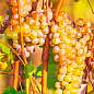 Виноград вегетуючий винний "Ркацителі" 