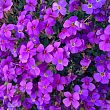 Обриета "Purple Cascade " (контейнер Р9) купить