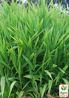 Хасмантіум широколистий "Uniola latifolia" С121