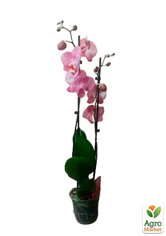 Орхідея (Phalaenopsis) "Dutch Diva" - фото 3