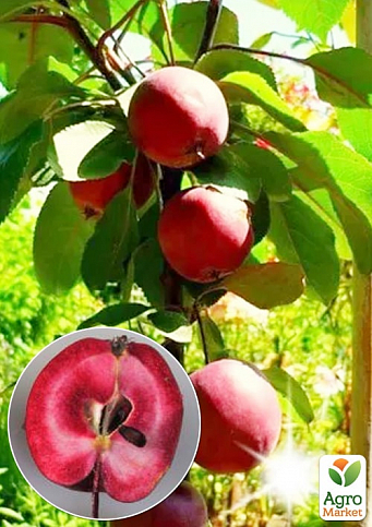 Яблоня колоновидная красномясая "Maypole" (декоративный сорт, высокие вкусовые качества плодов, средний срок созревания)