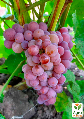 Виноград "Траминер Розовый" (винный сорт, средний, мускатный) - фото 2
