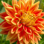 Георгина "Sun Explosion"