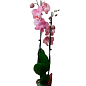 Орхидея (Phalaenopsis) "Dutch Diva" цена