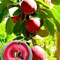 Яблуня колоновидна красномясая "Maypole" (декоративний сорт, високі смакові якості плодів, середній термін дозрівання)