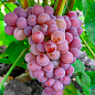 Виноград "Траминер Розовый" (винный сорт, средний, мускатный) купить