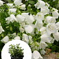 Кампанула "Clips White"
