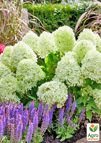 Гортензия метельчатая 3-х летняя "Little Spooky"