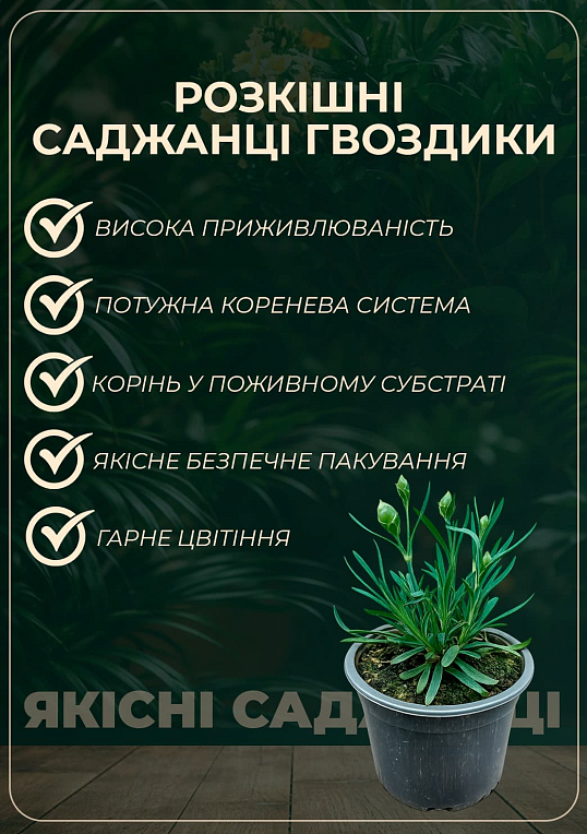 Гвоздика Махровая "Carmen Purple"  - фото 2