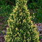 Туя західна "Smaragd Variegata" С2, висота 35-45см цена