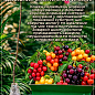 Эксклюзив! Черешня колоновидная рубиново-красная "Красная помада" (Red lipstick) (премиальный супер сладкий сорт)