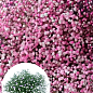 LMTD Гипсофила розовая+белая "Carnaval" высота 20-30см