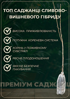 Сливово-вишневий гібрид "Мейнор" 1 саджанець в упаковці8