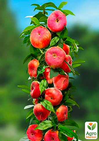 Персик колоновидный "Инжирный" (суперсладкий сорт, средний срок созревания)