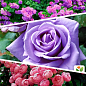 Троянда плетиста, комплект з 4-х сортів "Дика пристрасть" (Wild Passion) 4шт в упаковці