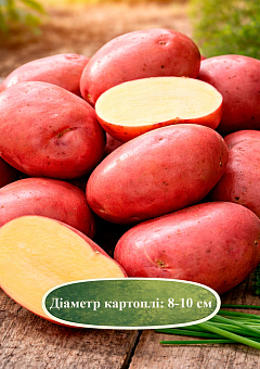 Эксклюзив! Картофель "Рэд Мария" семенной среднеспелый (1 репродукция) 20