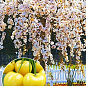Черешня жовта плакуча "Weeping cherry" (вік від 2-х років, висота 120-180см)