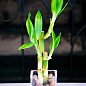 Бамбук кімнатний "Lucky Bamboo" (висота 10-20см)