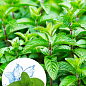 М'ята Ментолова "Menta Piperita" 