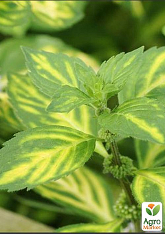Мята Имбирная Джинжер (Mentha Ginger Mint)9