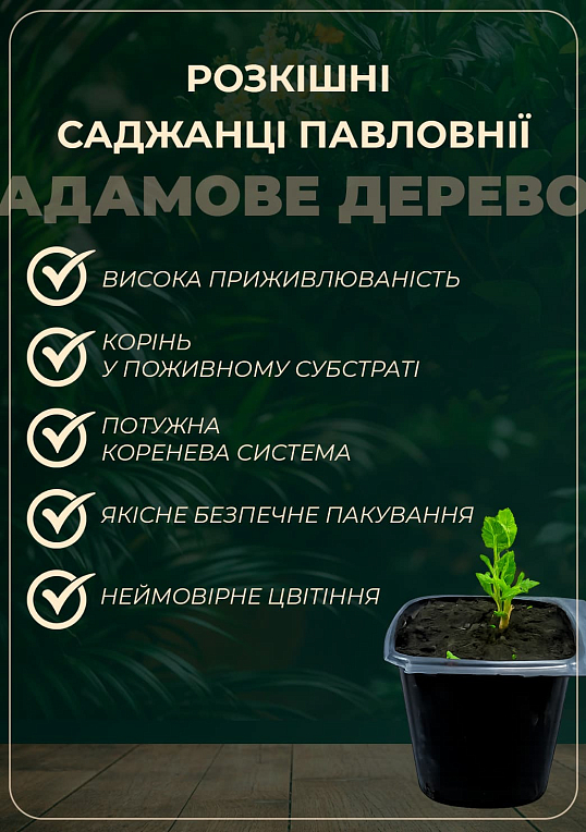 Ексклюзив! Павловнія ніжно-фіолетова "Край світу" (The end of the world) (преміальний швидко зростаючий сорт) вазон Р9
