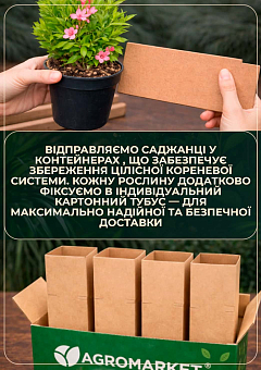 Вейгела квітуча 2-річна "Rumba" С2, висота 20-40см26