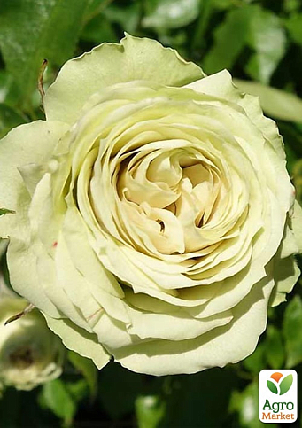 Троянда в контейнері дрібноквіткова "Лавлі Грін" (саджанець класу АА+) - фото 2
