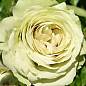 Троянда в контейнері дрібноквіткова "Лавлі Грін" (саджанець класу АА+) купить