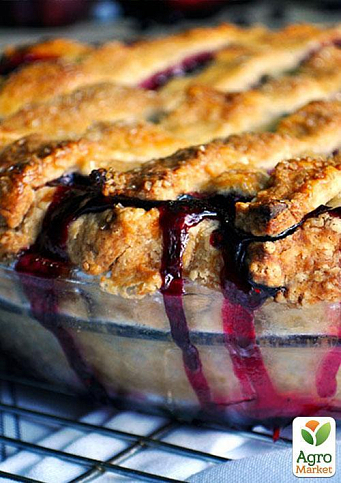 Ексклюзив! Слива темно-синя "Галактика" (Galaxy) (канадська селекція, преміальний супер соковитий сорт) - фото 6