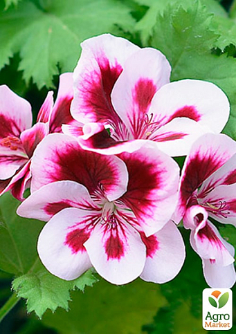 Пеларгонія Королівська Candy Flowers "Bicolor" (контейнер №10, висота 10-20 см) - фото 2