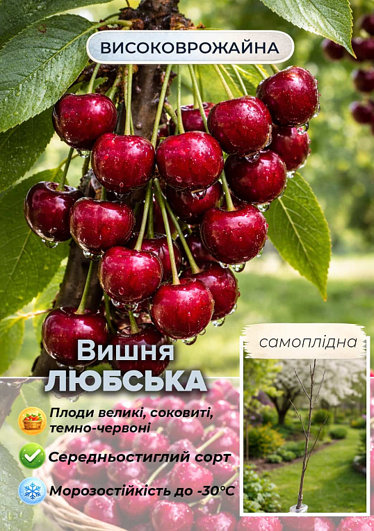 Эксклюзив! Вишня темно-бордовая "Любська" (премиальный крупноплодный сорт, неприхотливая)