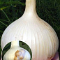 Луко-чеснок "Рокамболь", воздушные луковички (бульбочки) 10шт