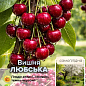 Эксклюзив! Вишня темно-бордовая "Любська" (премиальный крупноплодный сорт, неприхотливая)