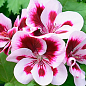 Пеларгонія Королівська Candy Flowers "Bicolor" (контейнер №10, висота 10-20 см) купить
