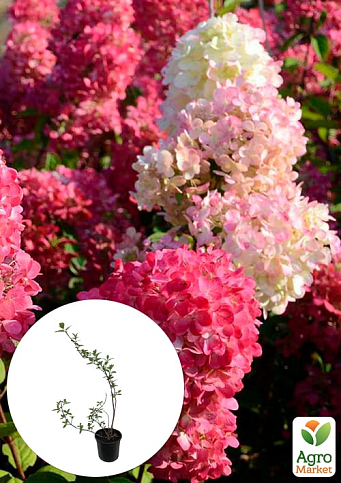Гортензия метельчатая 2-х летняя "Diamant Rouge" высота саженца 20-30см