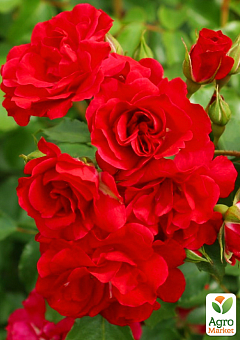 Роза в контейнере мелкоцветковая "Rotilia" (саженец класса АА+) 1