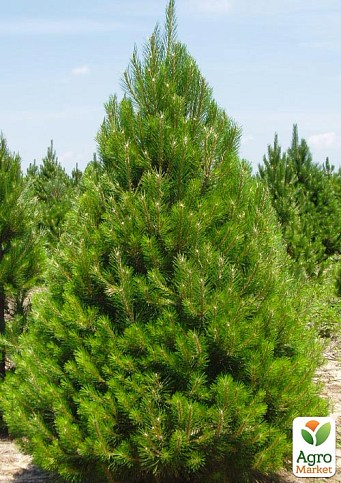 Сосна Шотландская "Scots Pine" (быстрорастущая) горшок P9