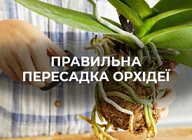 Як правильно пересадити орхідею: покрокова інструкція - корисні статті про садівництво від Agro-Market