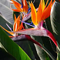 Стреліція Королівська "Bird of Paradise"