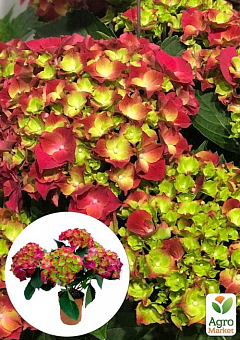 LMTD Гортензия крупнолистная цветущая 4-х летняя "Fire Red" (40-60см)1