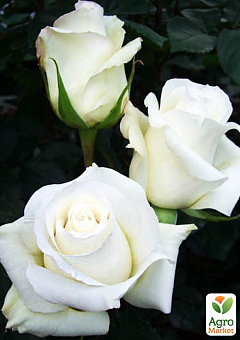Троянда чайно-гібридна "Магаді" (саджанець класу АА +) вищий сорт NEW1